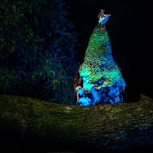 Peacock