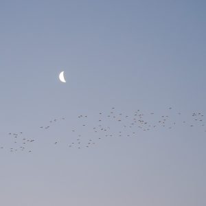 Pigs On The Wing