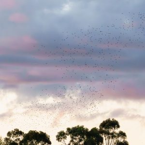 Pigs On The Wing Ii