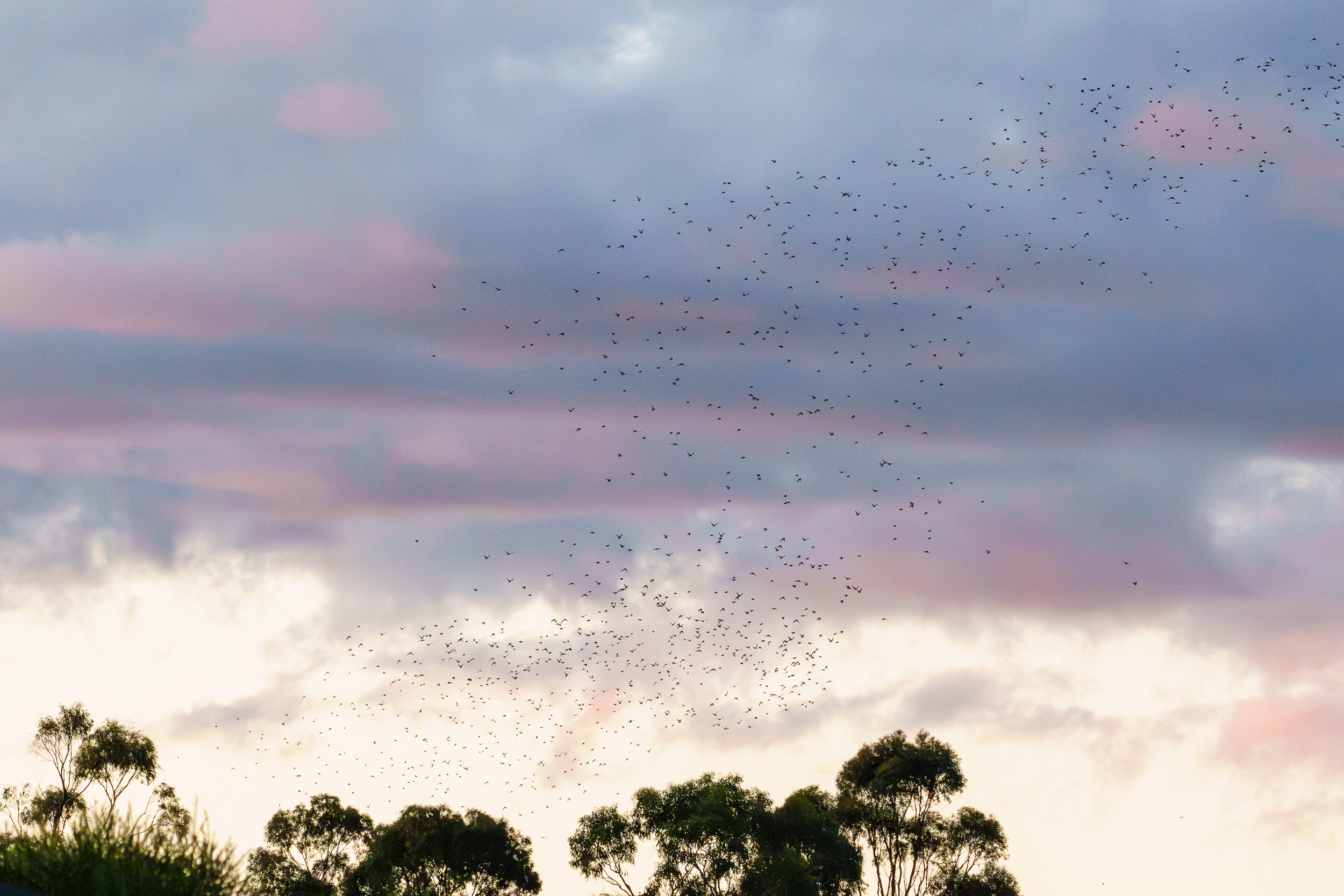 Pigs On The Wing Ii