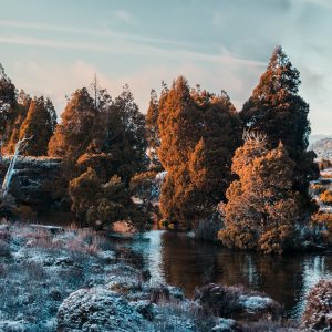 Pine Lake Under Snow