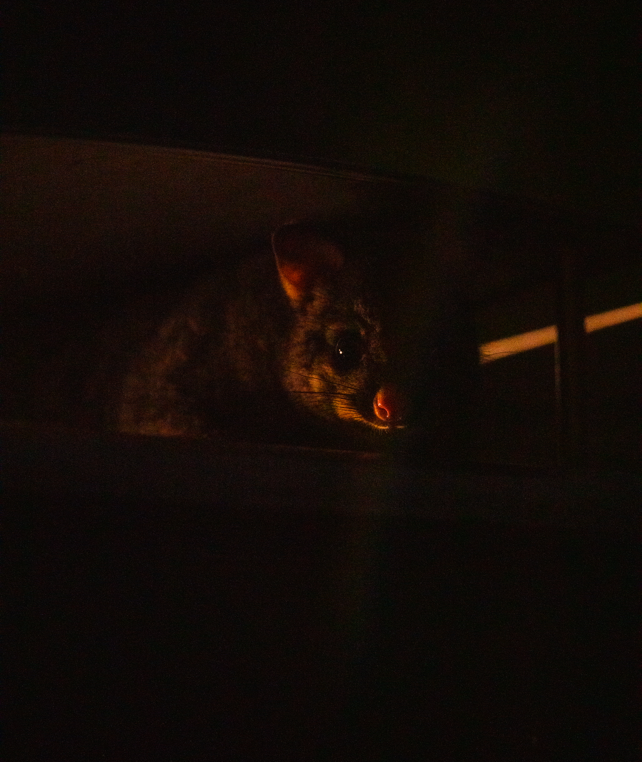 Possum Bin 1