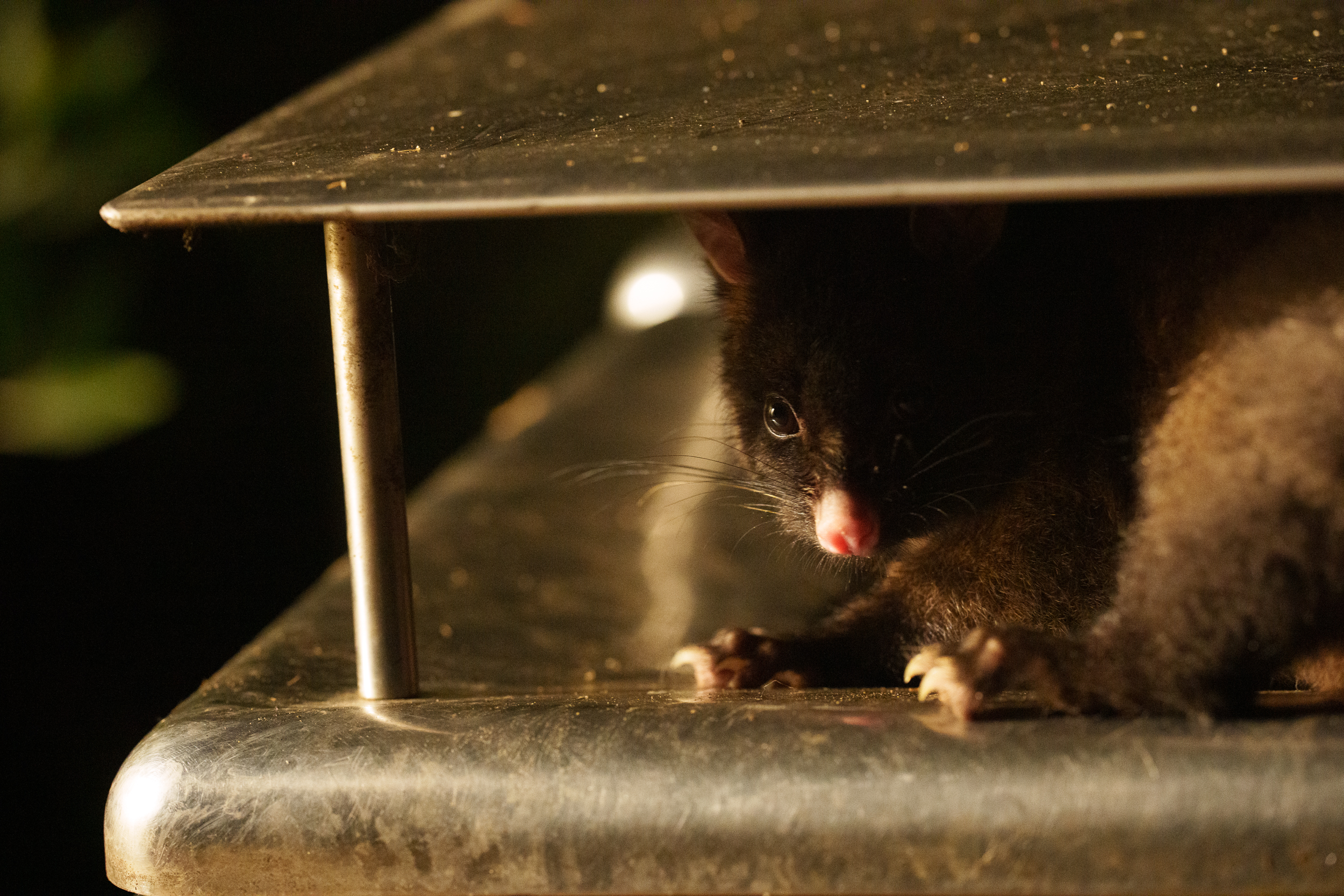 Possum Bin 2 1