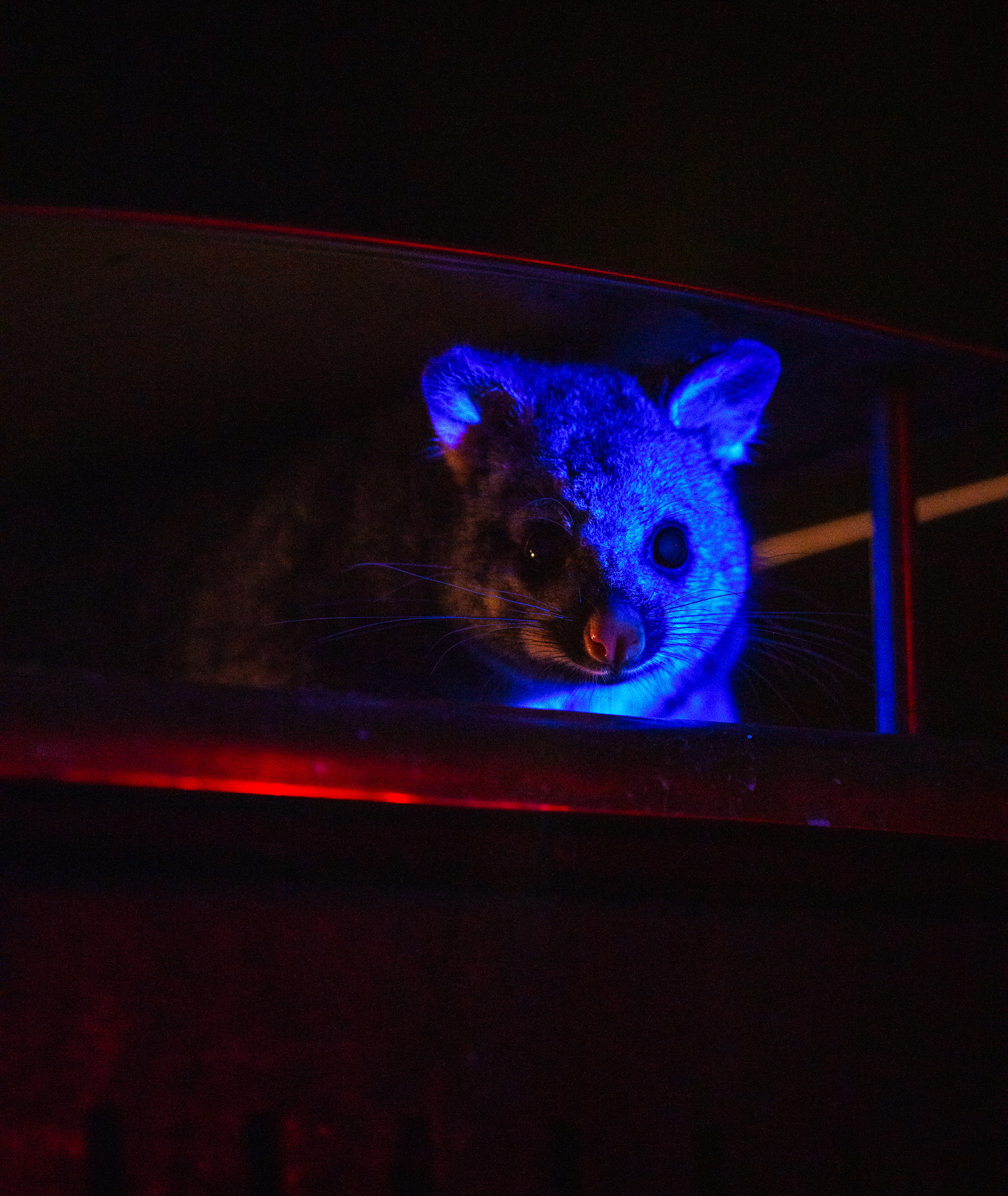 Possum Bin 2