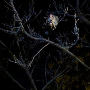 Possum Magic
