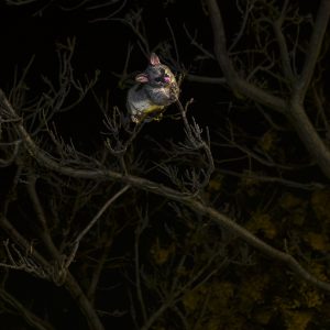 Possum Magic Ii
