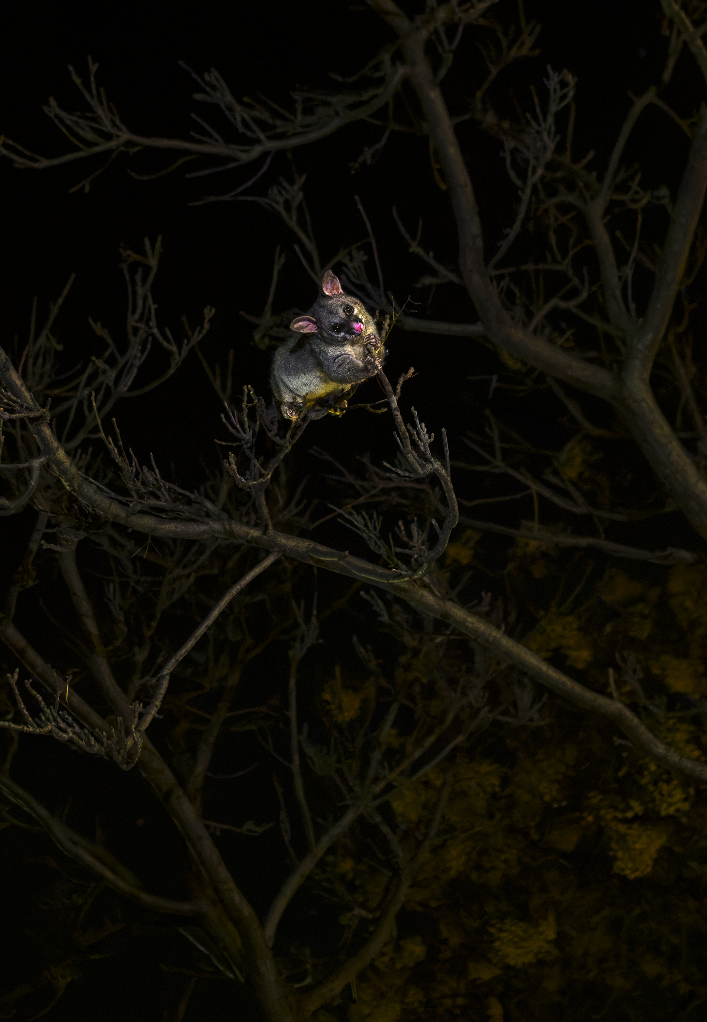 Possum Magic Ii