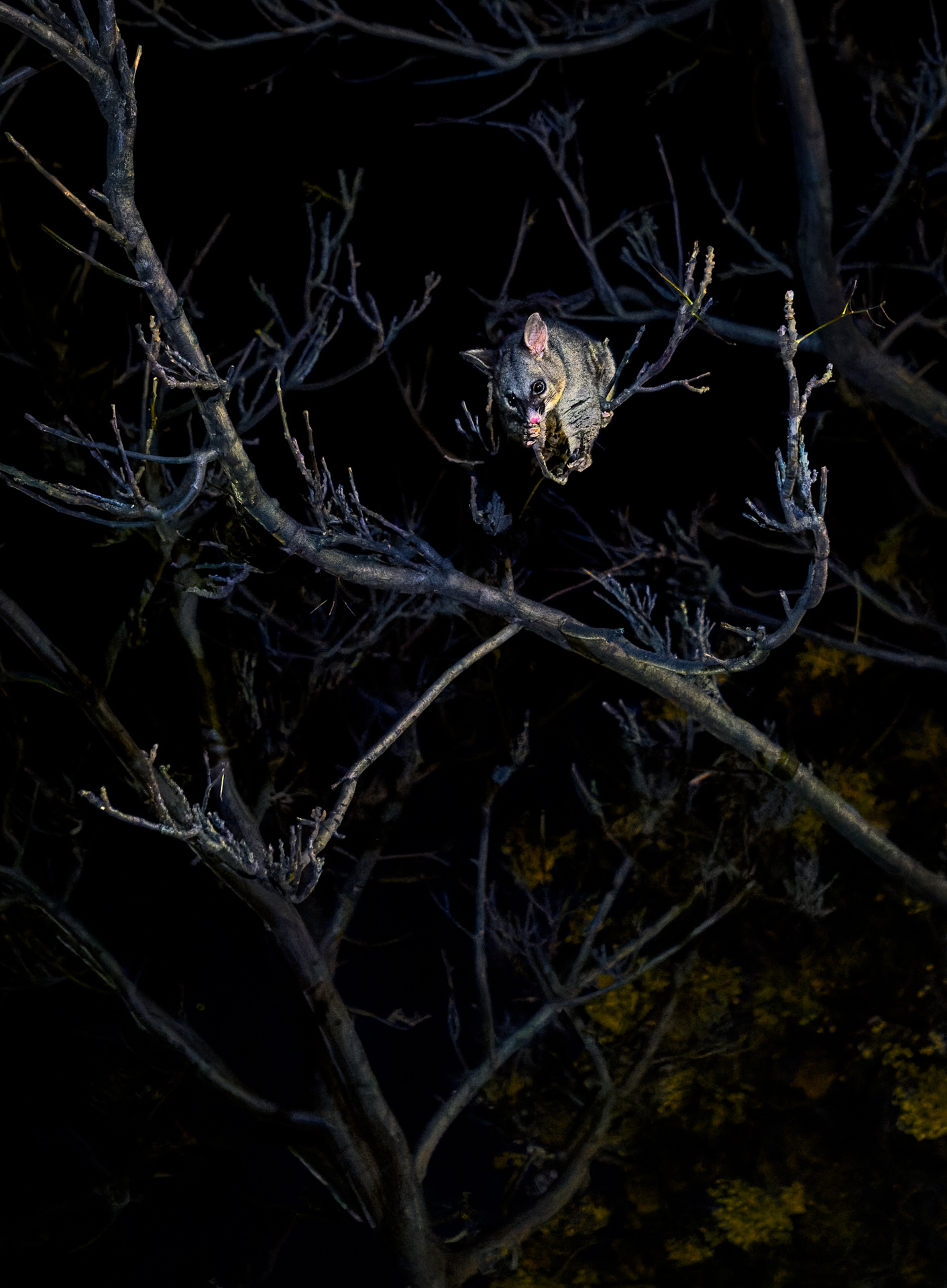 Possum Magic
