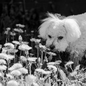 Pet Photography