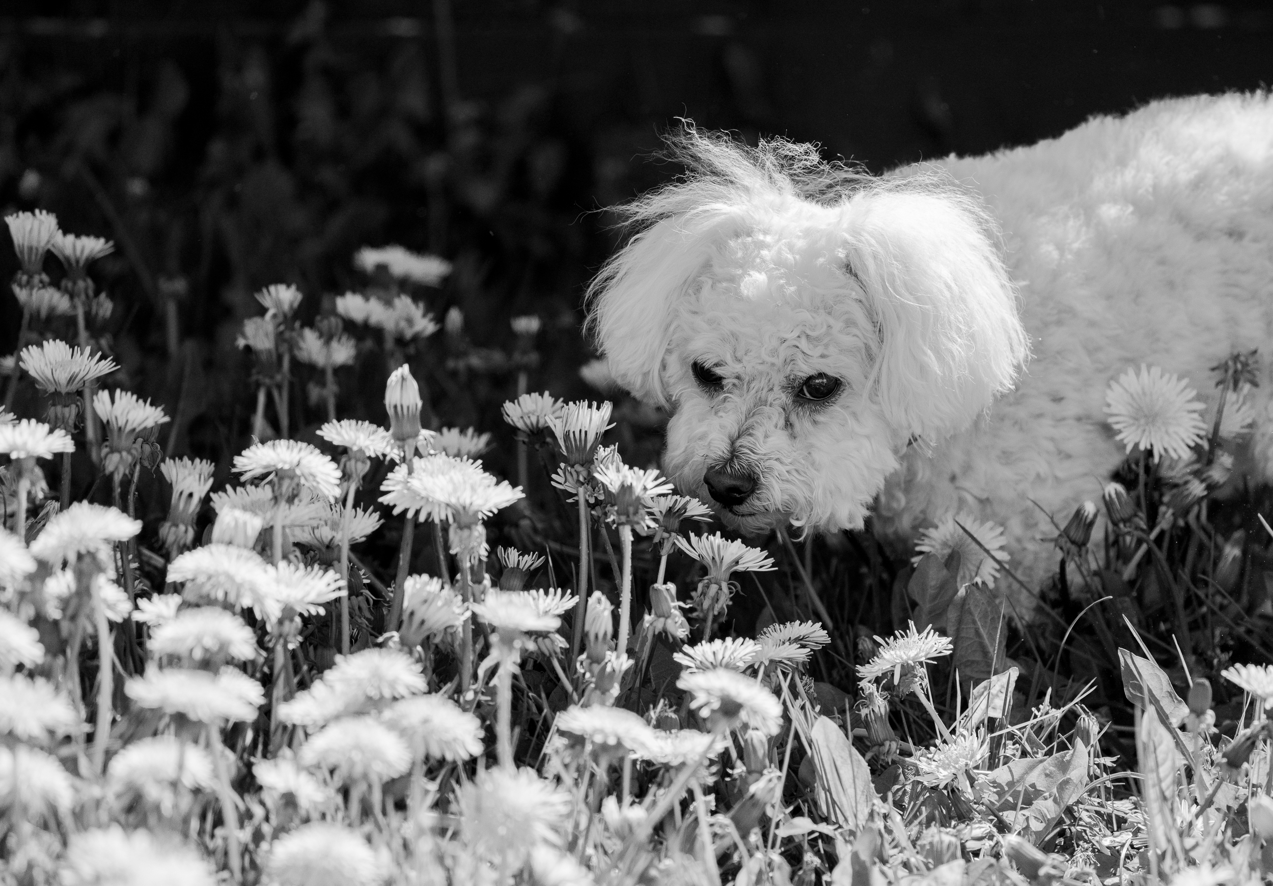 Pet Photography