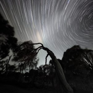 Sheoak