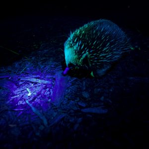 Shortbeaked Echidna