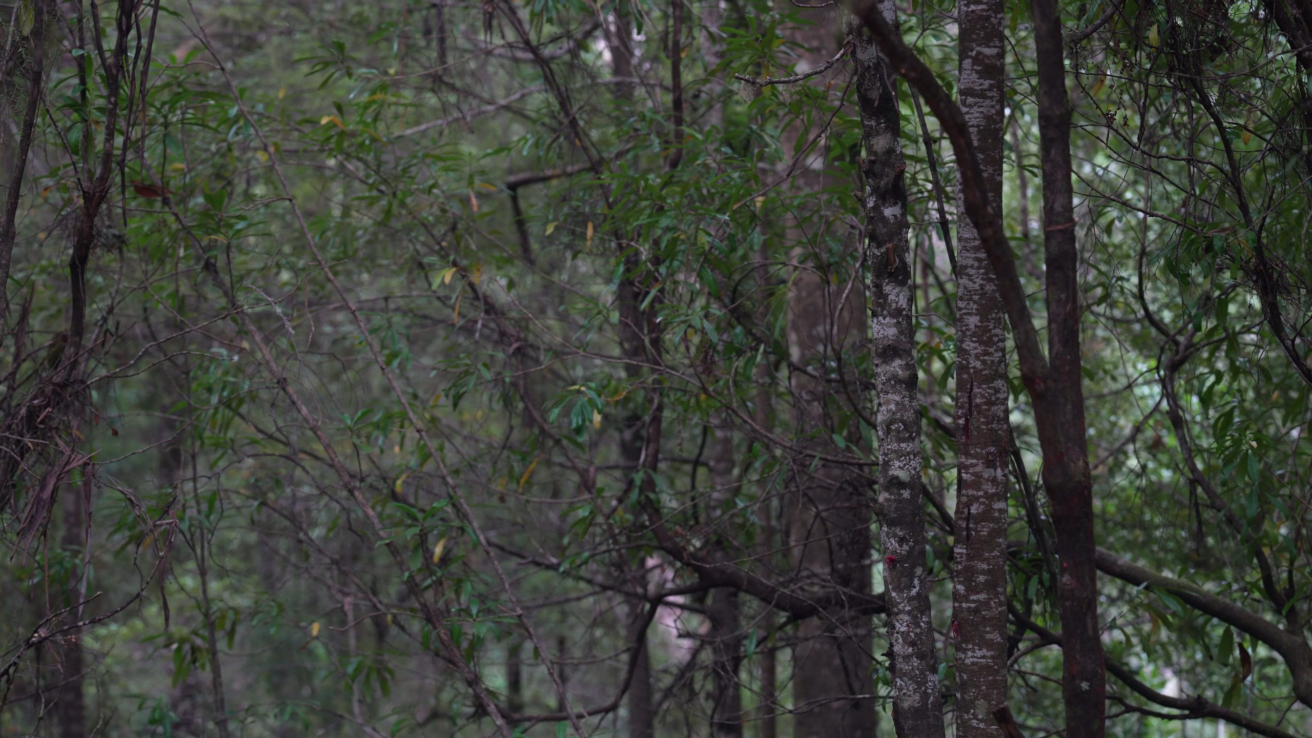 Southwest Tasmania Forest Slide I