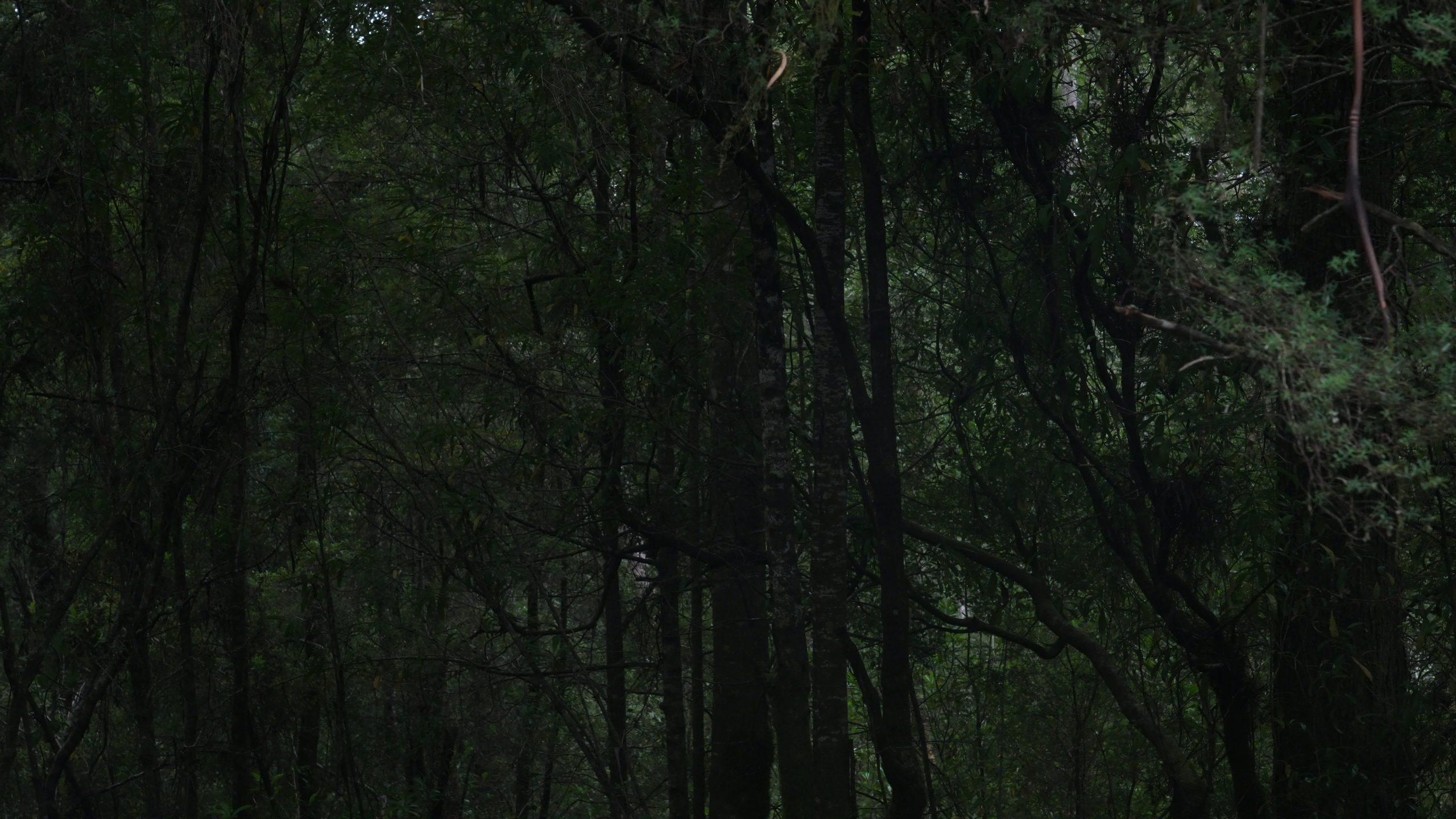 Southwest Tasmania Forest Slide Ii