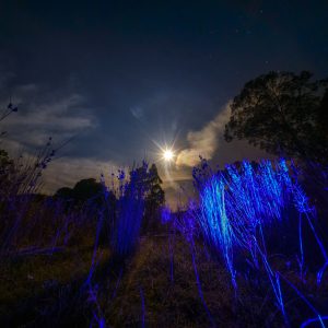 Space Grass By Full Moon