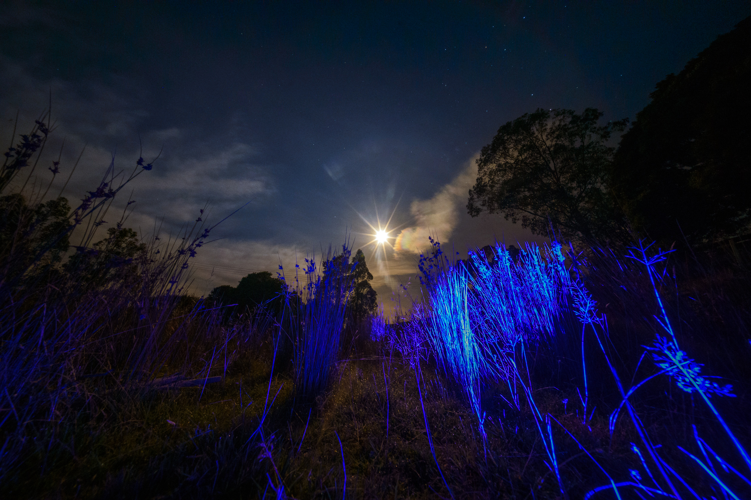 Space Grass By Full Moon