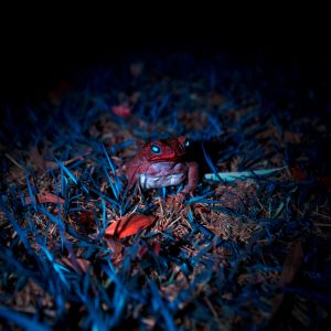 Toadlet