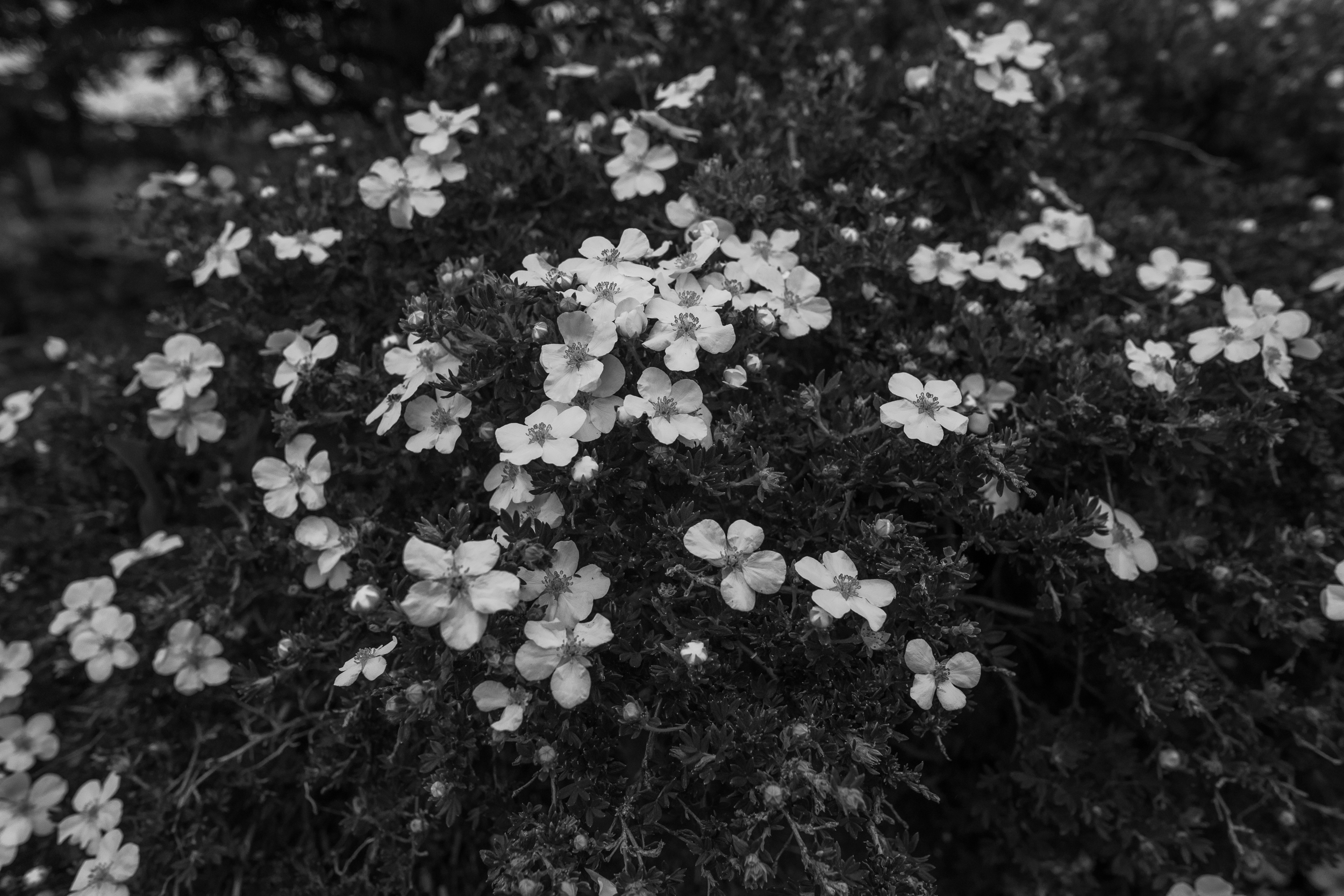Urban Wildflower Ir