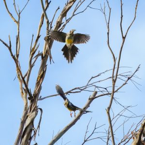 Wattlebird