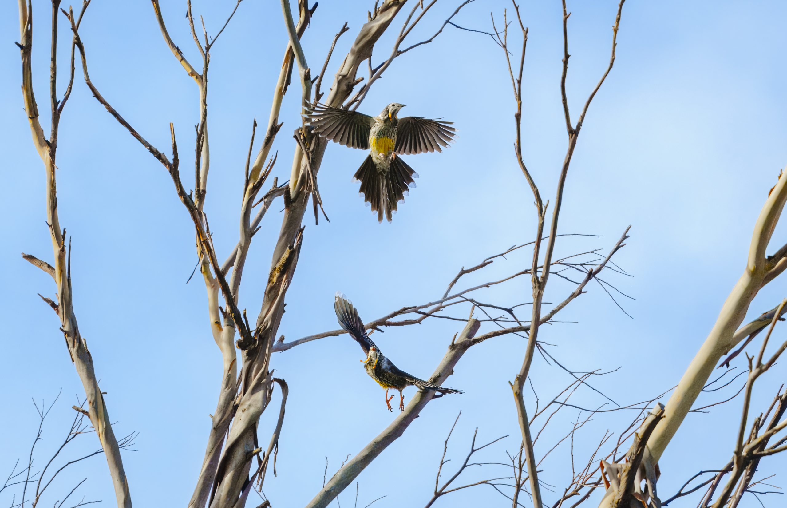 Wattlebird