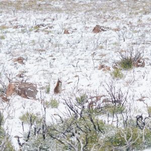Wheres Wallaby