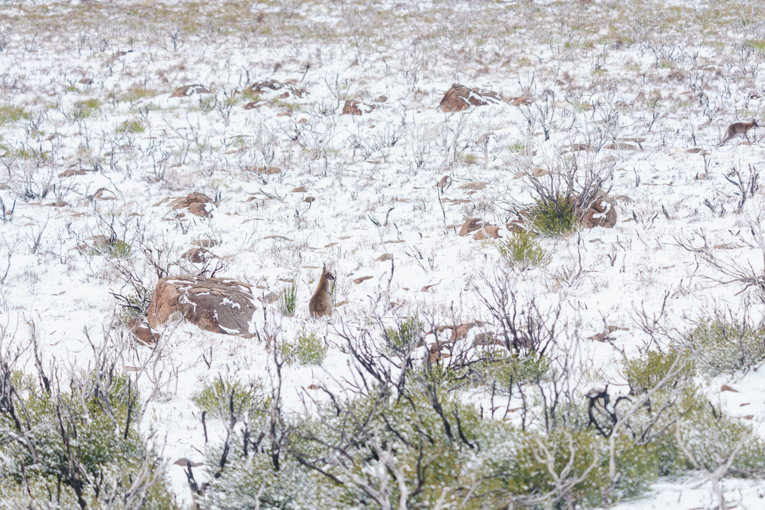 Wheres Wallaby