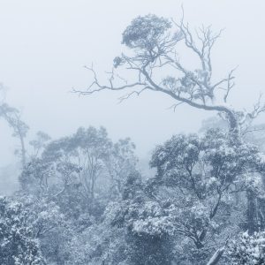 Whiteout
